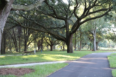 Trees near campground