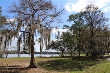 Trees near the lake