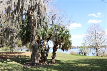 Trees near the lake