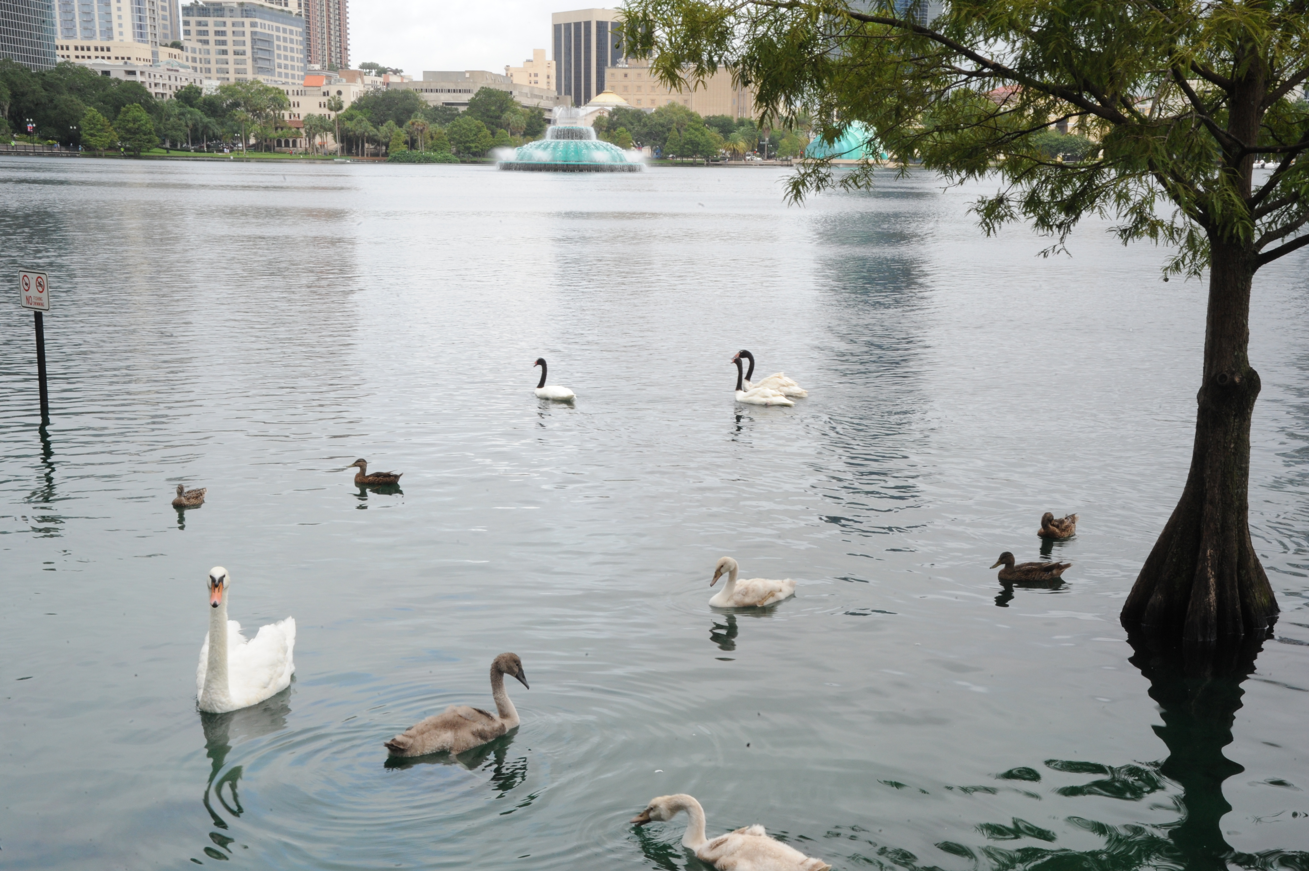 Different Lake Eola Swans