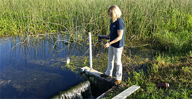 wetlands water quality