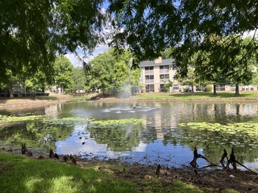 View of pond