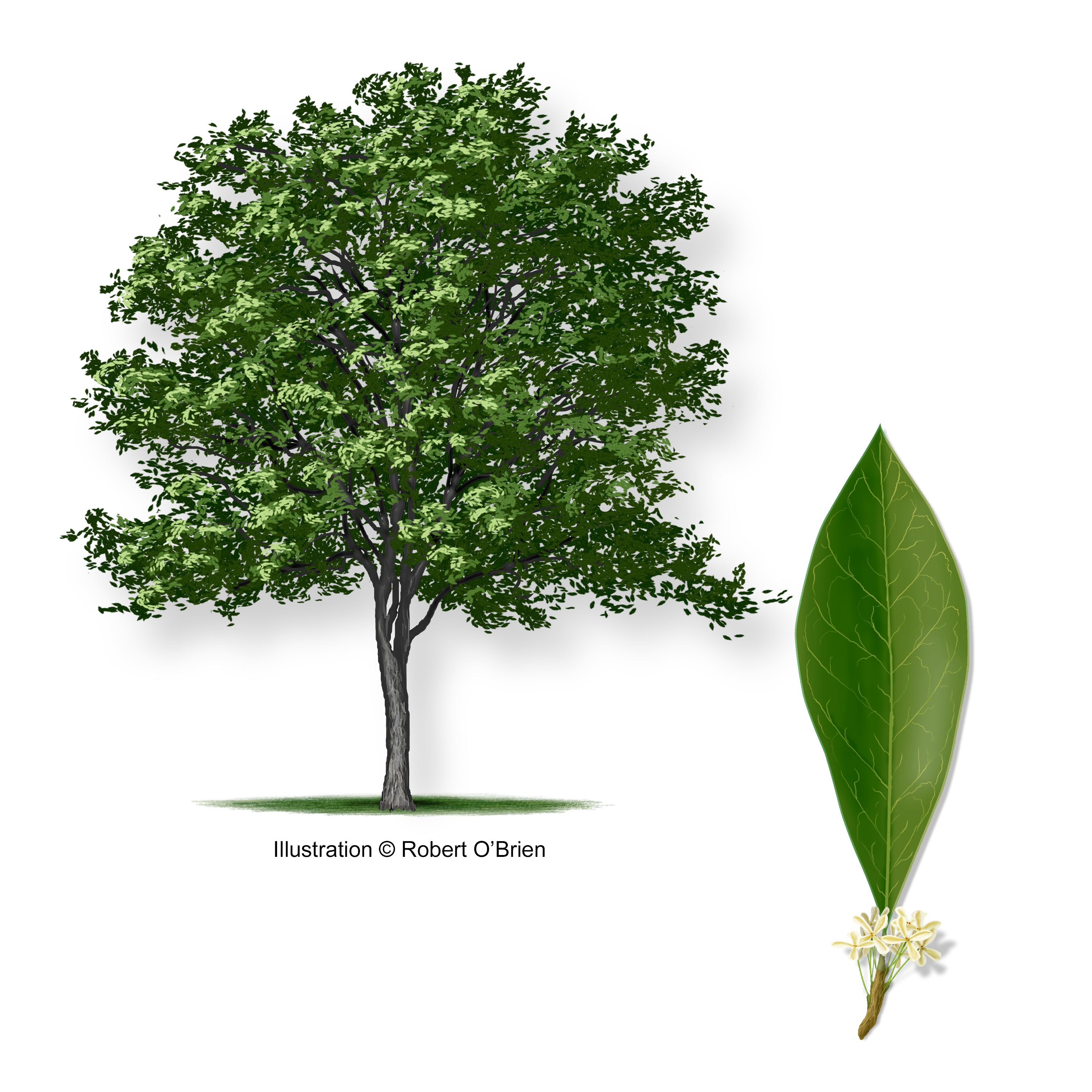 Olive Tree