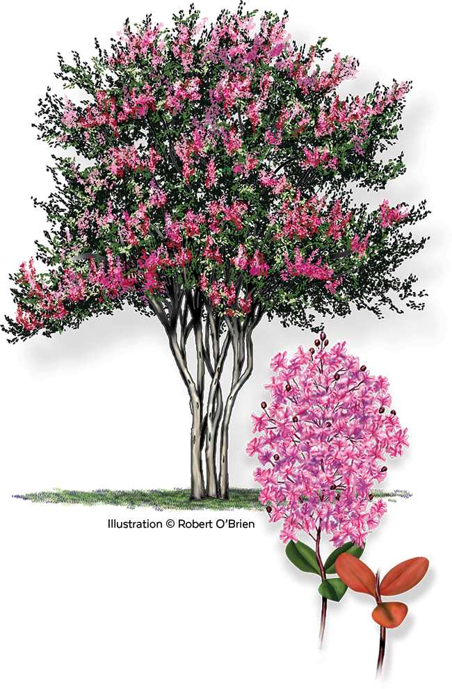 PinkCrapeMyrtle_ullustration.png