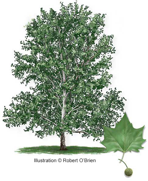 Sycamore Tree