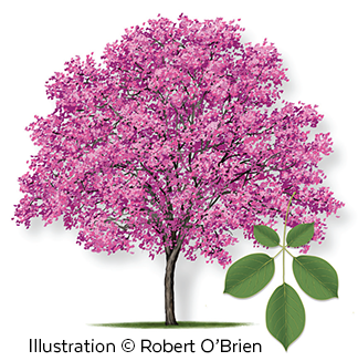 tabebuia-ipe-illustration.png