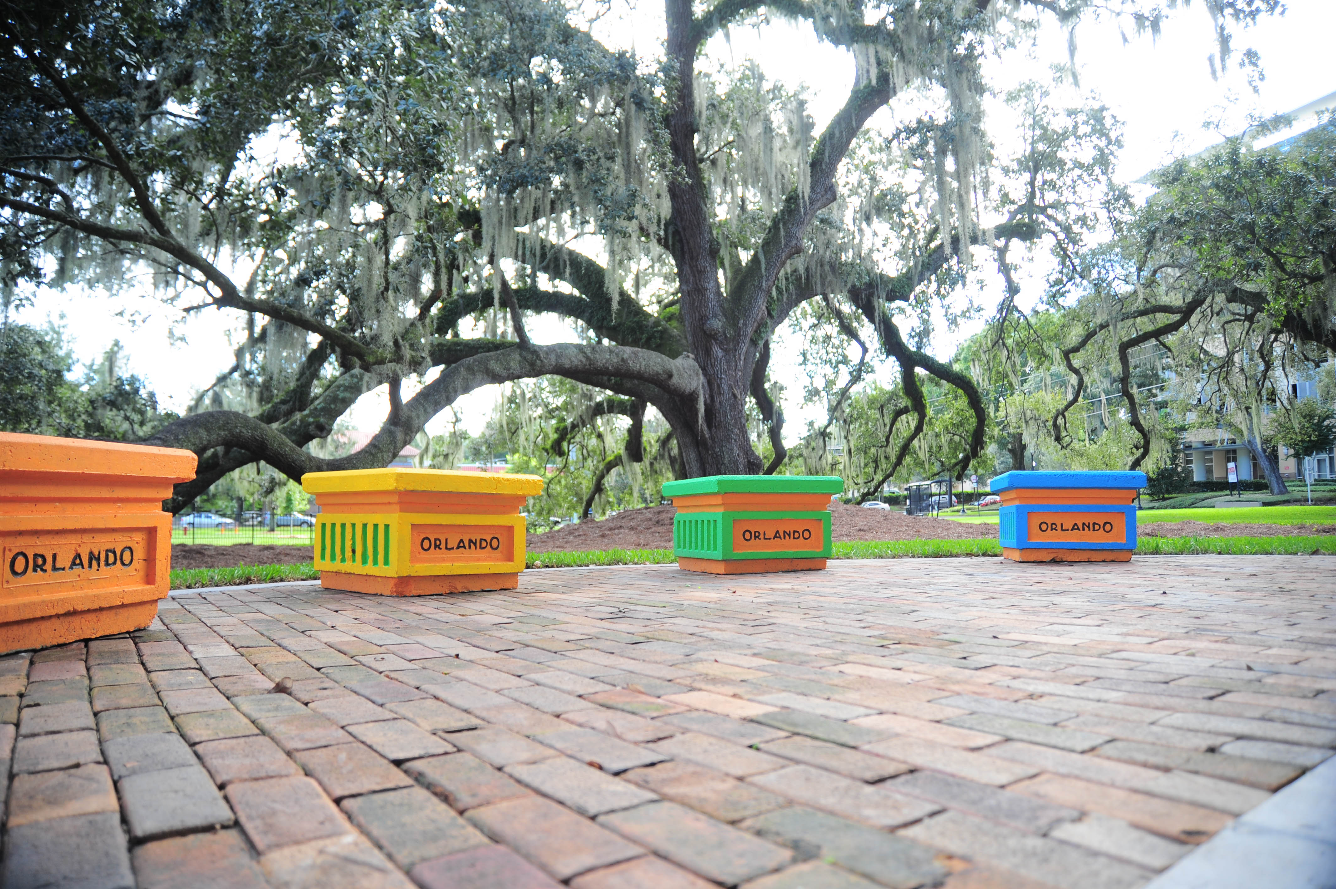 The big Live Oak at Constitution Green Park.jpg