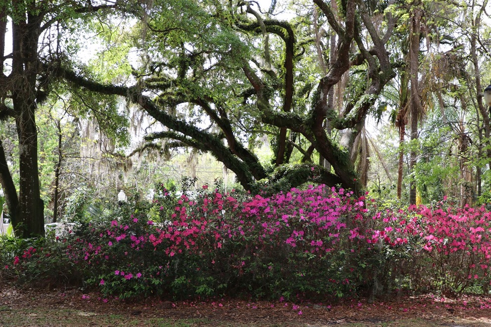 Azaleas flowering in front of a tree at Dickson Azalea Park