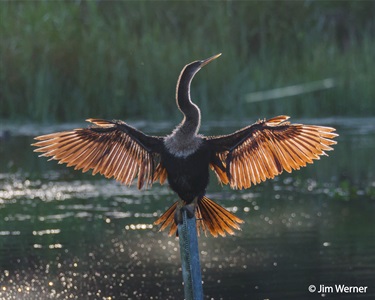 anhinga bird in flight