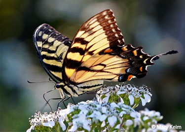 swallowtail butterfly