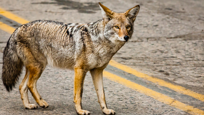 A coyote on the road.