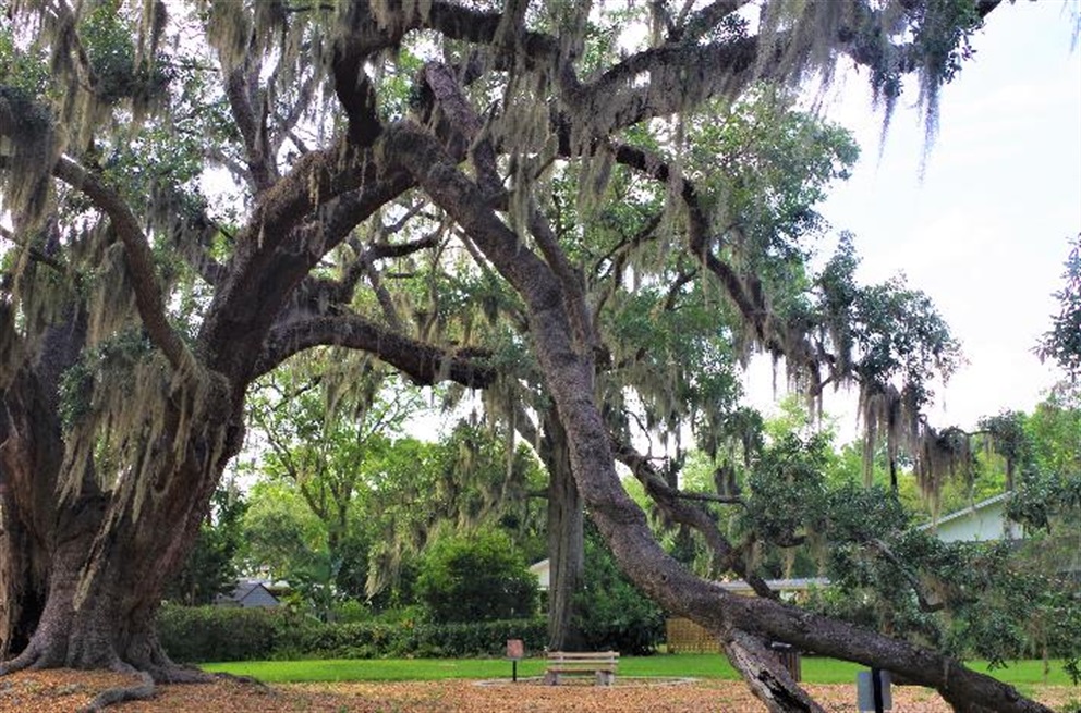 big-tree-park.jpg